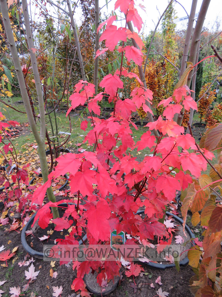 Acer rubrum Sun Valley 02 Herbst.JPG
